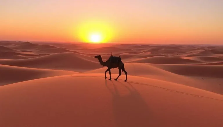 Camel Ride in the Sahara